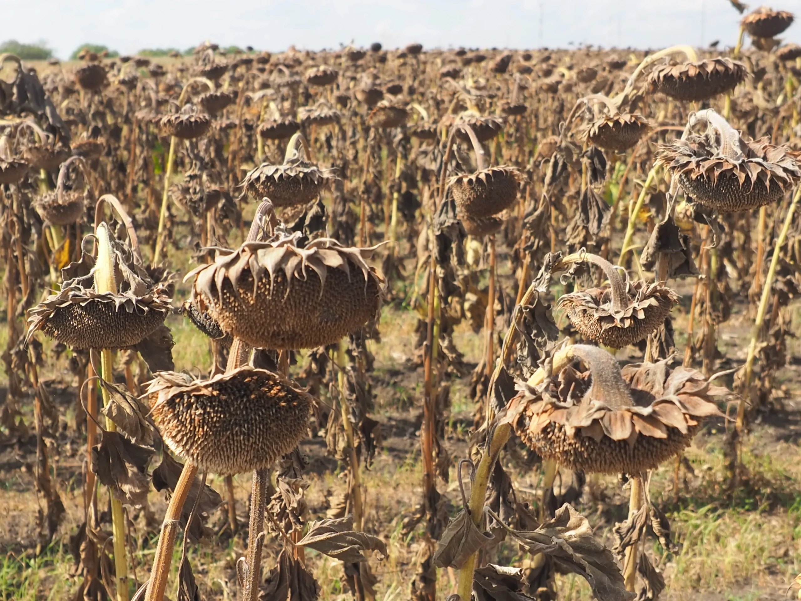 Dried-out sunflowers are ready for harvesting when the moisture content is about 8–9%.