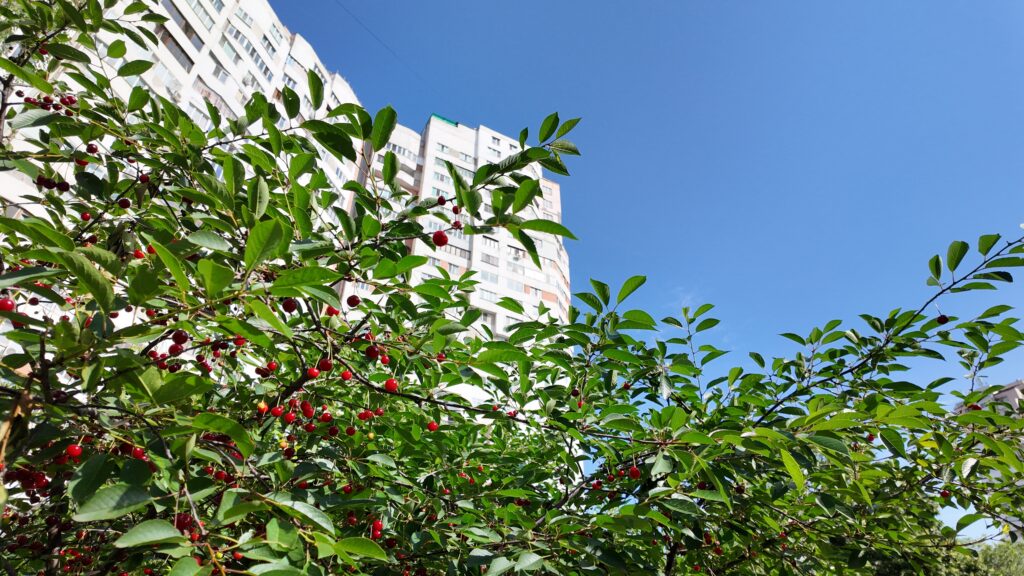 You will find a nice little city oasis with flowers and cherry trees behind the "Gates of the City" building.