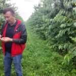 Ion Tulei shows perfectly ripe black cherries that must remain on the trees due to rain damage.