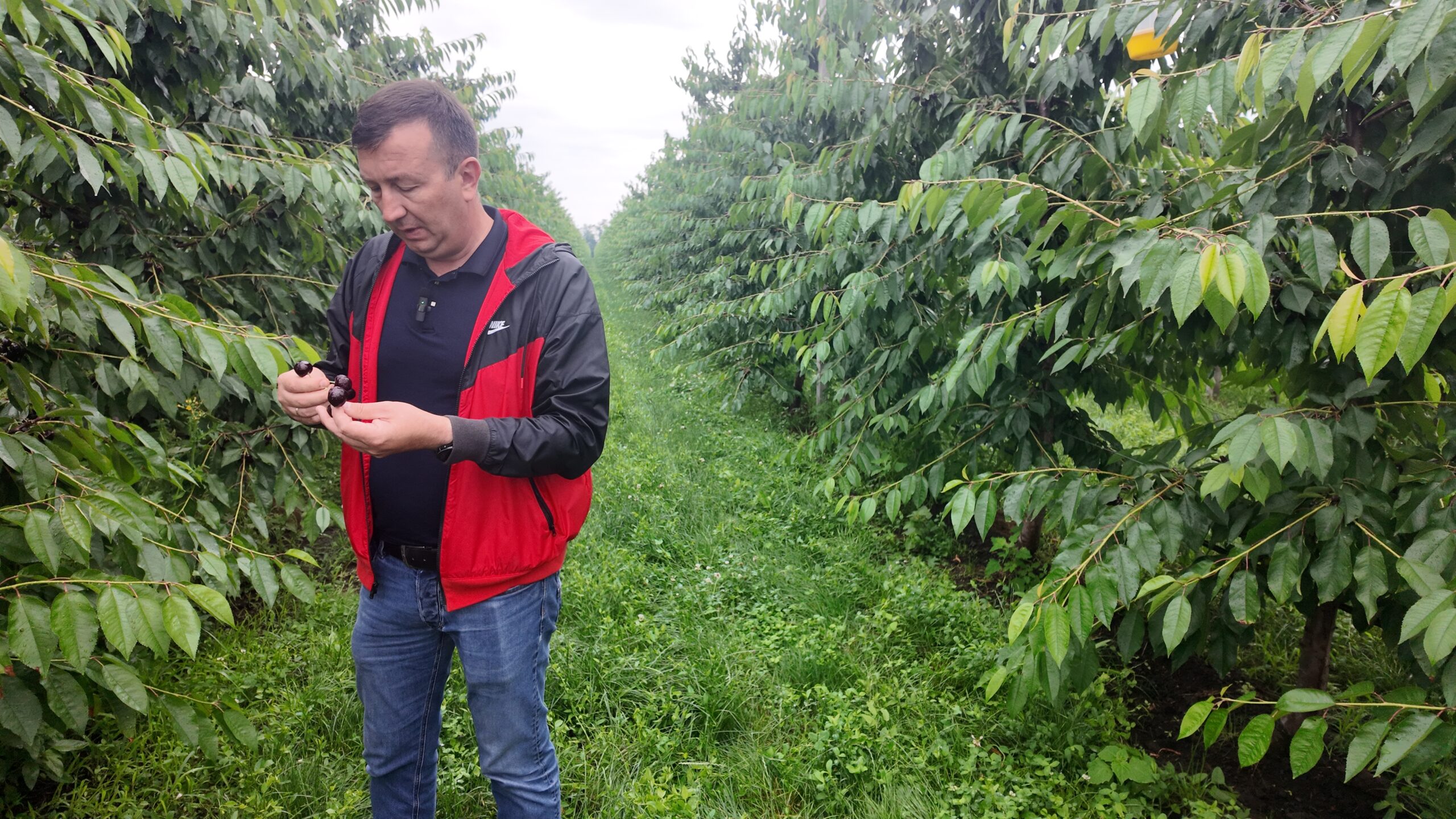 Ion Tulei shows perfectly ripe black cherries that must remain on the trees due to rain damage.