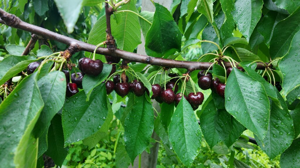 Cherries with barely visible cracks.